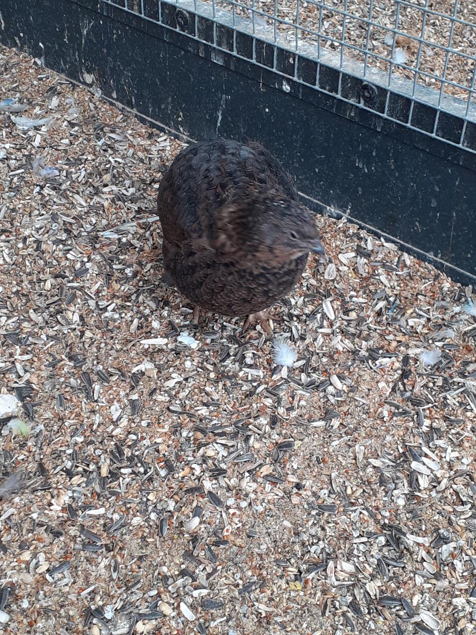 Japanse kwartelhen van 2025.