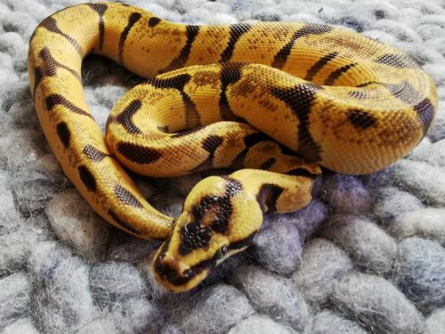 Super Enchi Pastel Koningspython