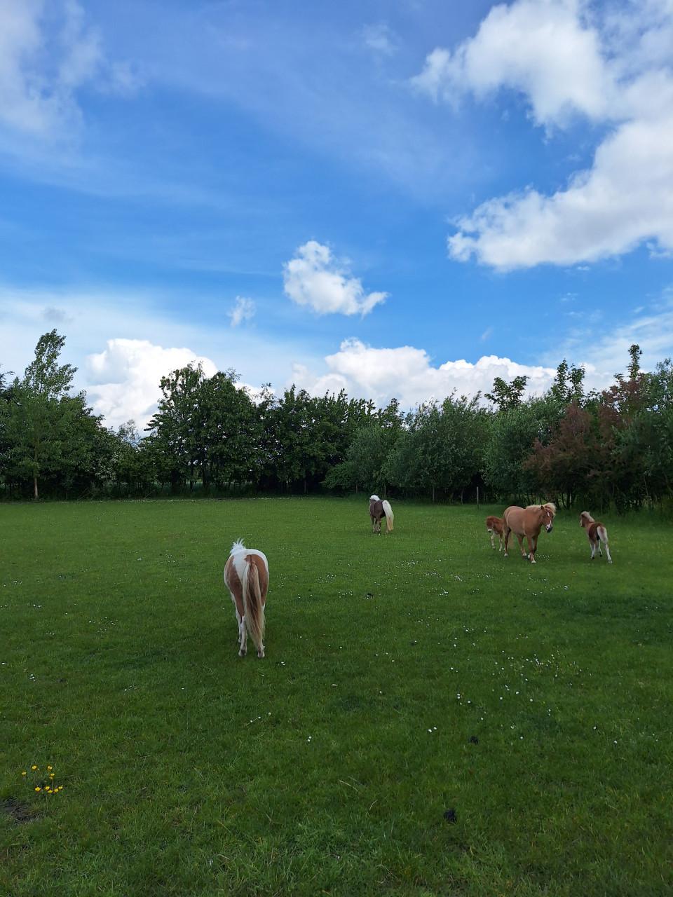 Mini paardje