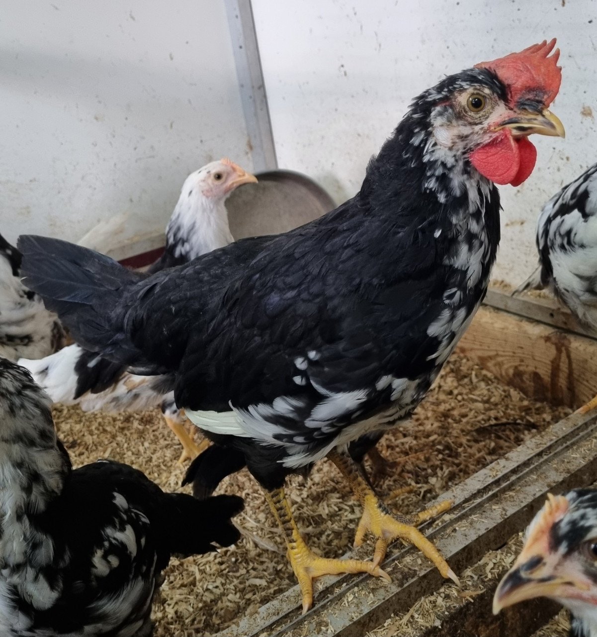 Bonte leghorns