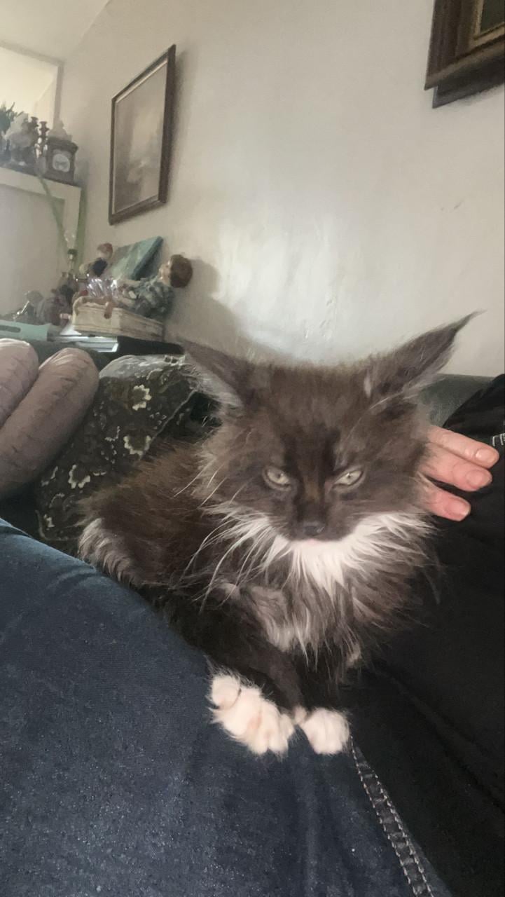 Maincoons kittens te koop