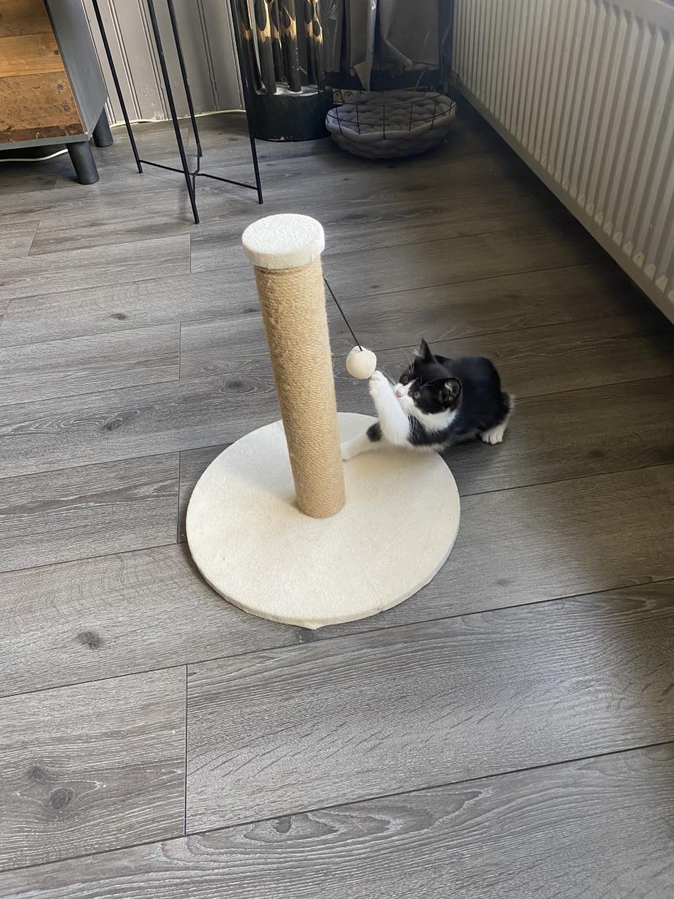 Kitten 12 weken oud