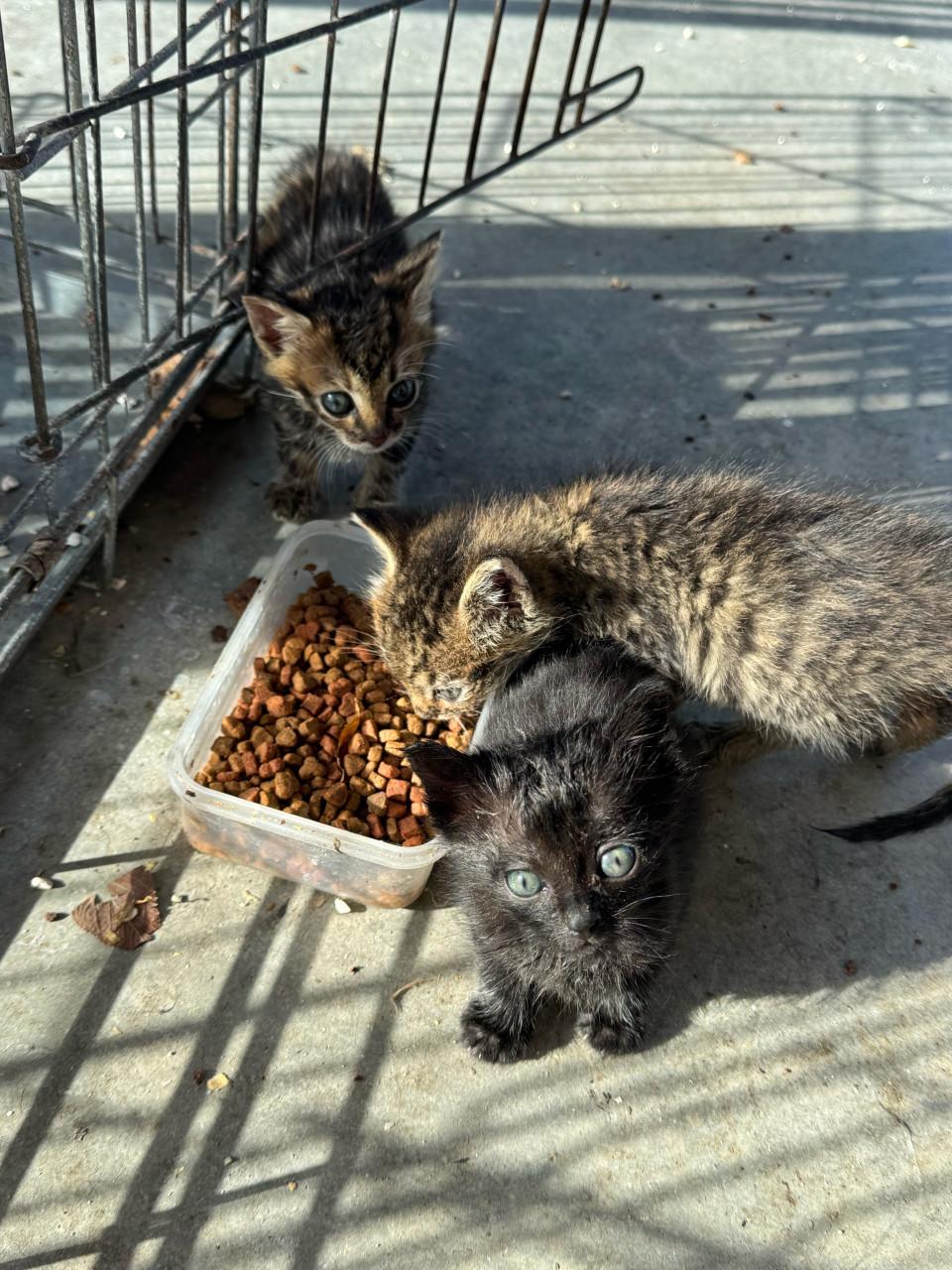 3 kittens te koop