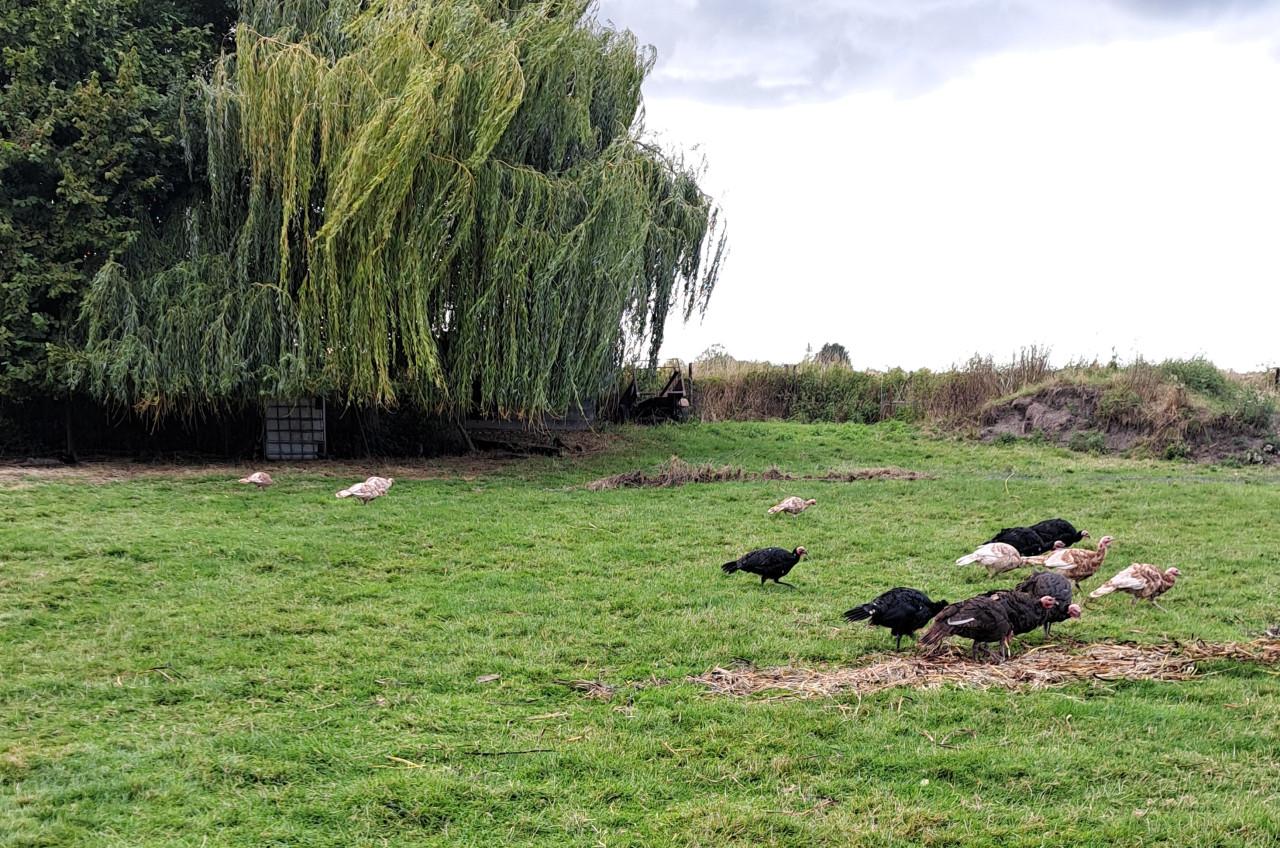 Rode Ardenner Kalkoenen