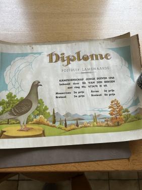 Duiven diploma's