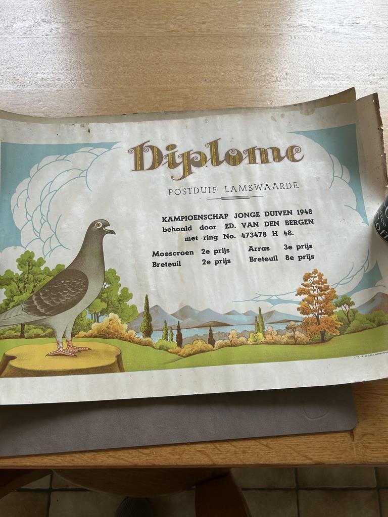 Duiven diploma's