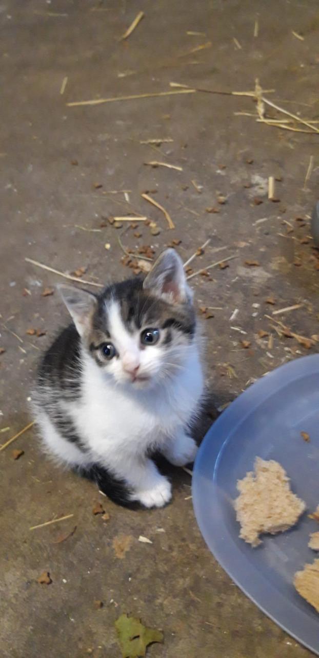 Wij 4 broertjes zoeken een nieuw baasje