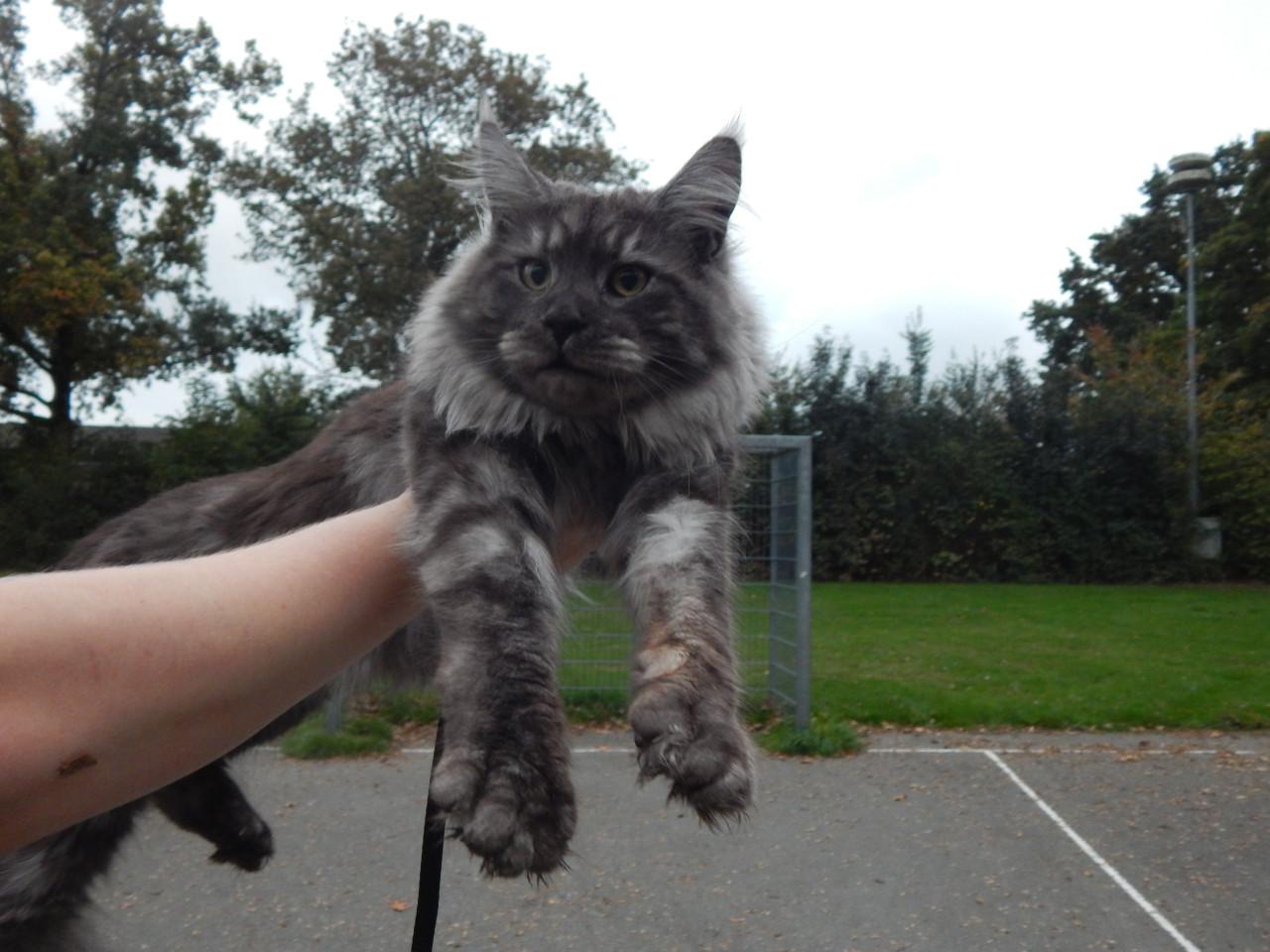 Prachtige maine coon dekkater met stamboom (niet te koop)