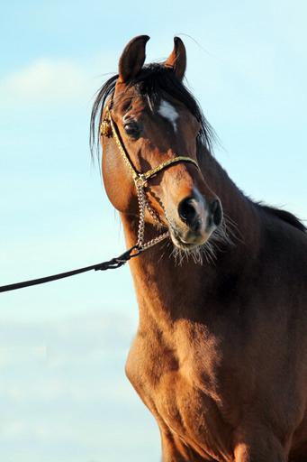 Arabisch volbloed ruin te koop