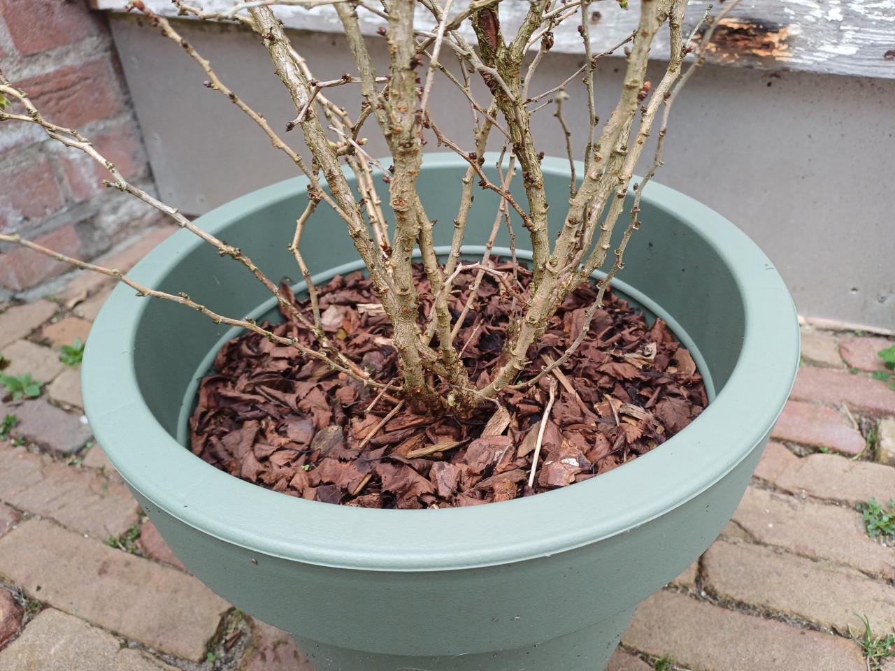 Zin in de LENTE? Prachtig PRUNUS struikje incl. buitenpot