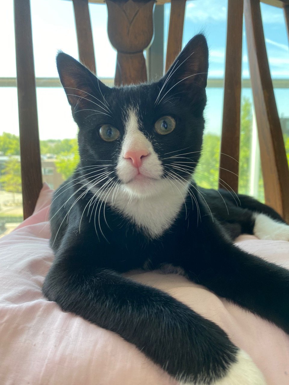 Jonge kater (6maanden)