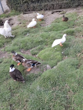 Hollandse kwakers, indische loopeenden, gele boomeenden, mandarijneenden