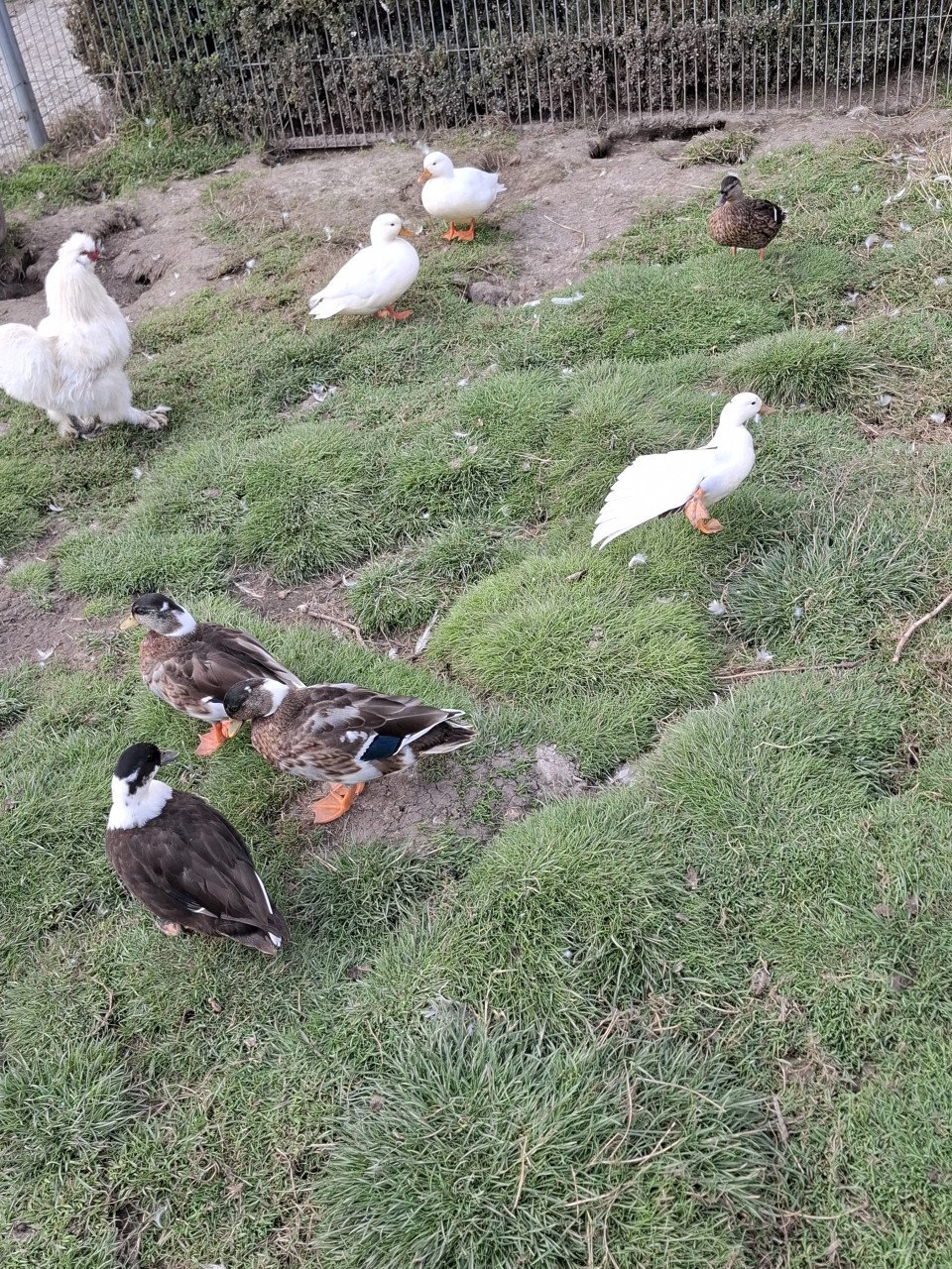 Hollandse kwakers, indische loopeenden, gele boomeenden, mandarijneenden