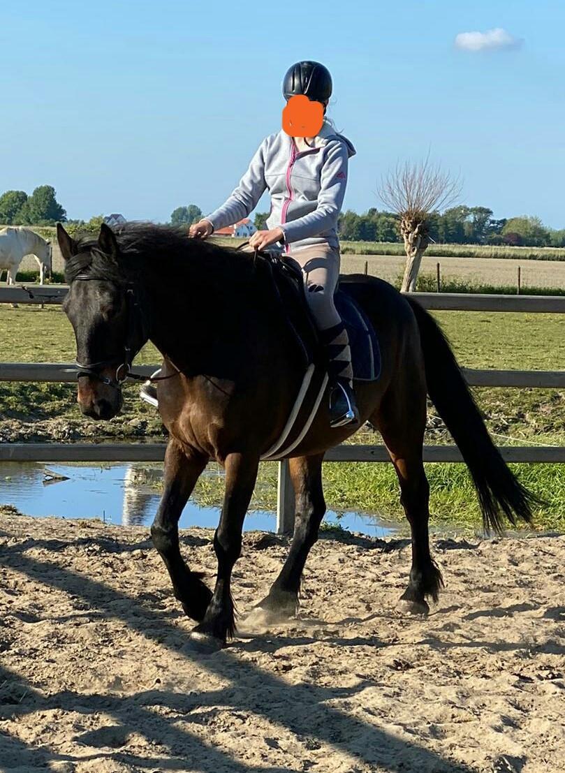 Irish Hunter/Irish Sporthorse ruin te koop