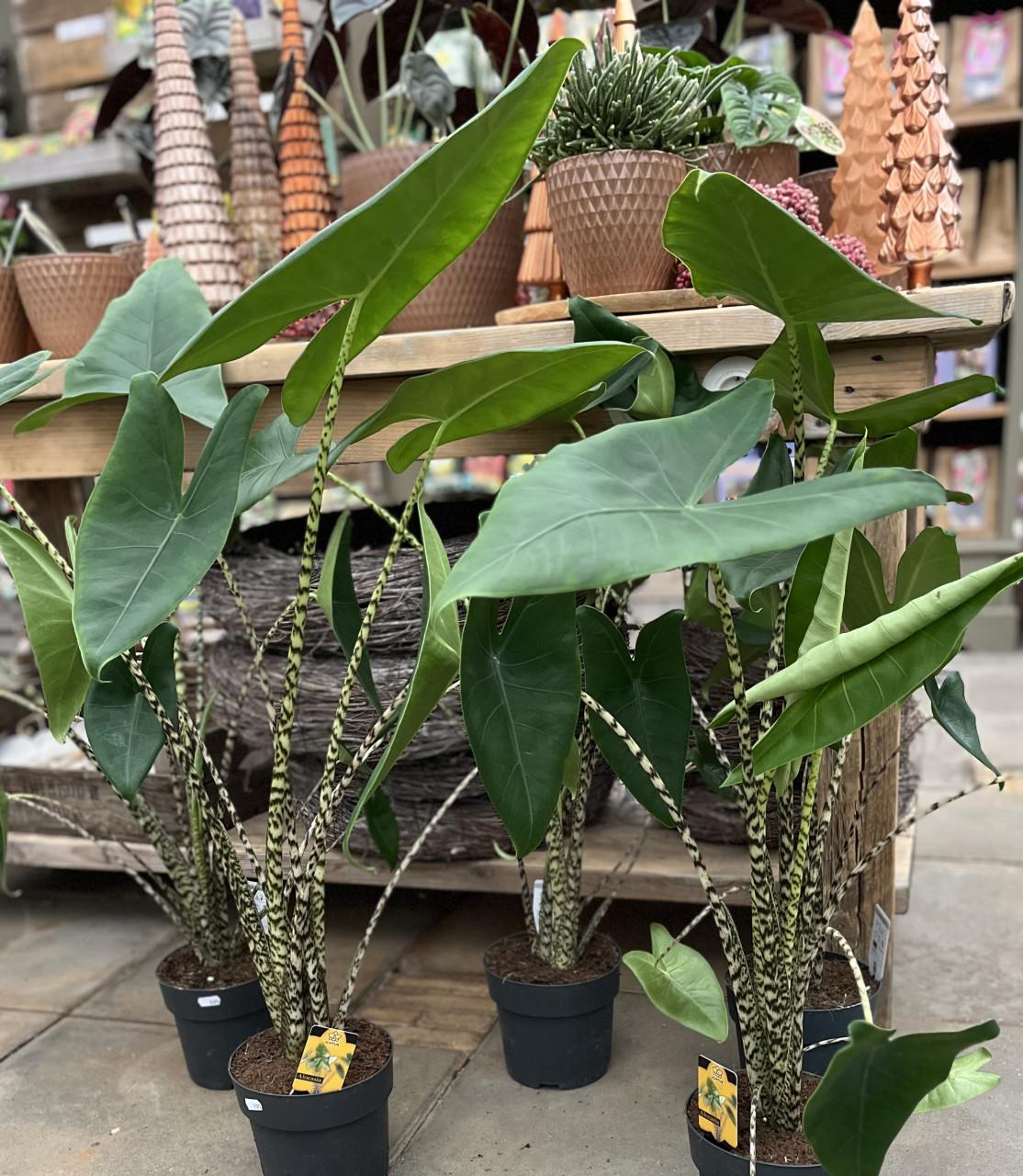 Kamerplanten toppers!