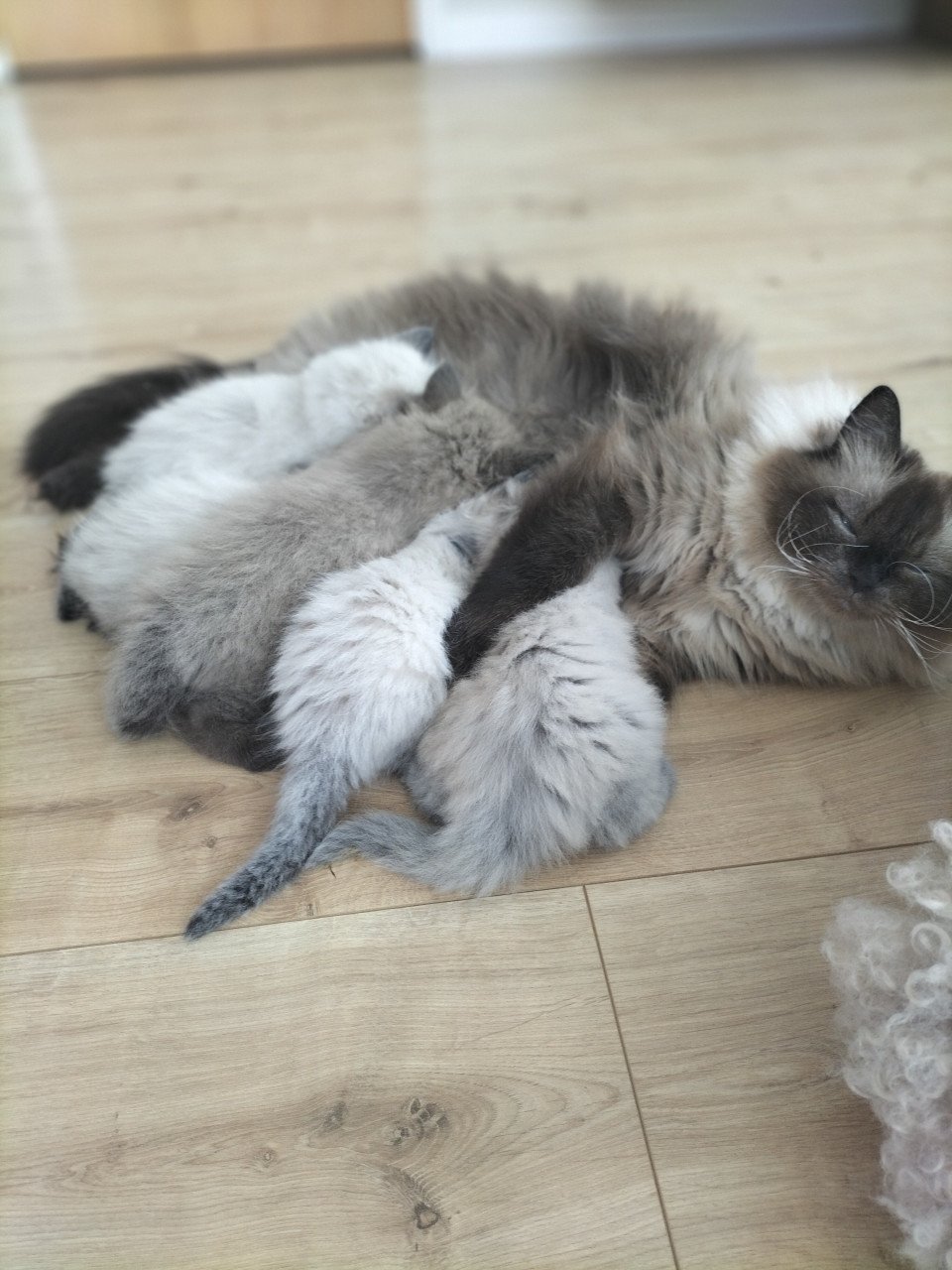 Super snoezige ragdoll kittens