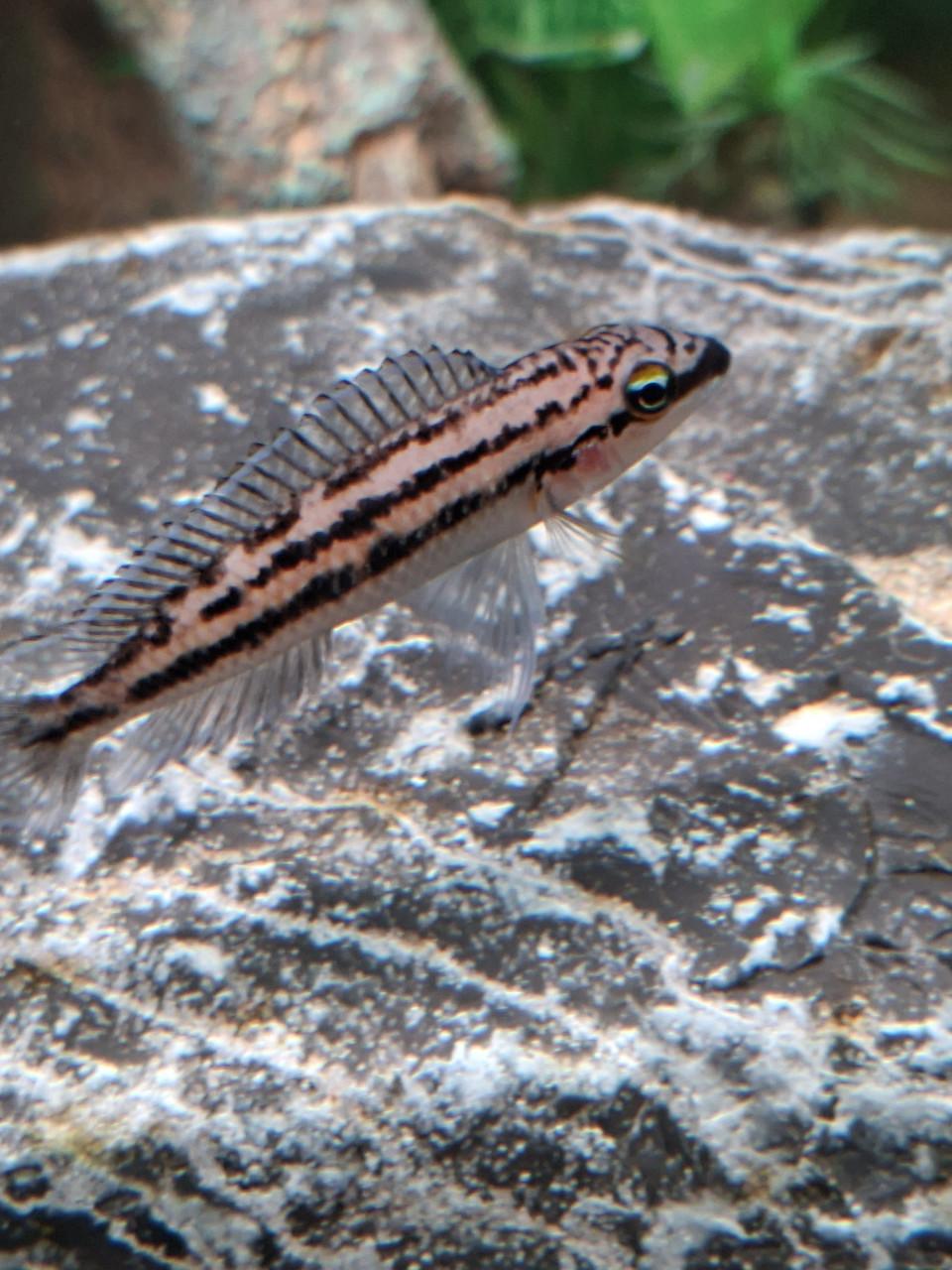 Julidochromis dickfeldi