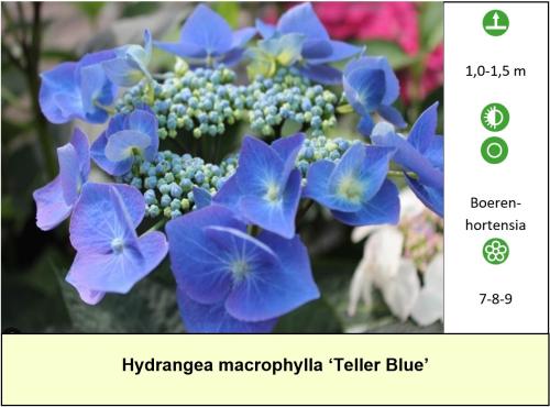 Mooie grote Hortensia's aangeboden in pot !  ++ TIP ++