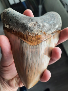 Megalodon haaien tand