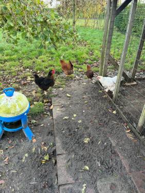 Gratis 4 kippen ivm einde hobby