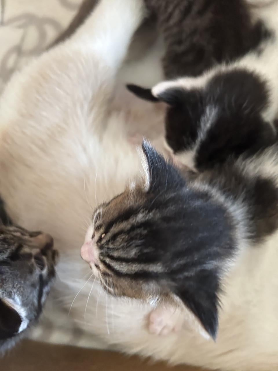 Prachtige kittens 😻