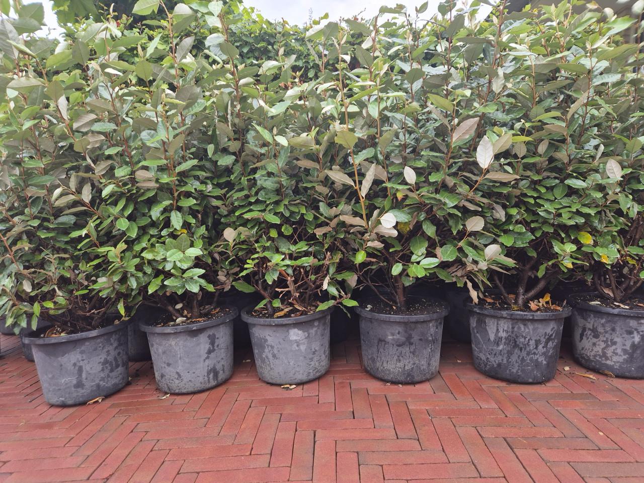 Forse olijfwilg compacta haagplanten 100-120 cm