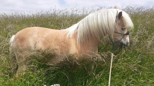 Westernzadel voor haflinger gezocht