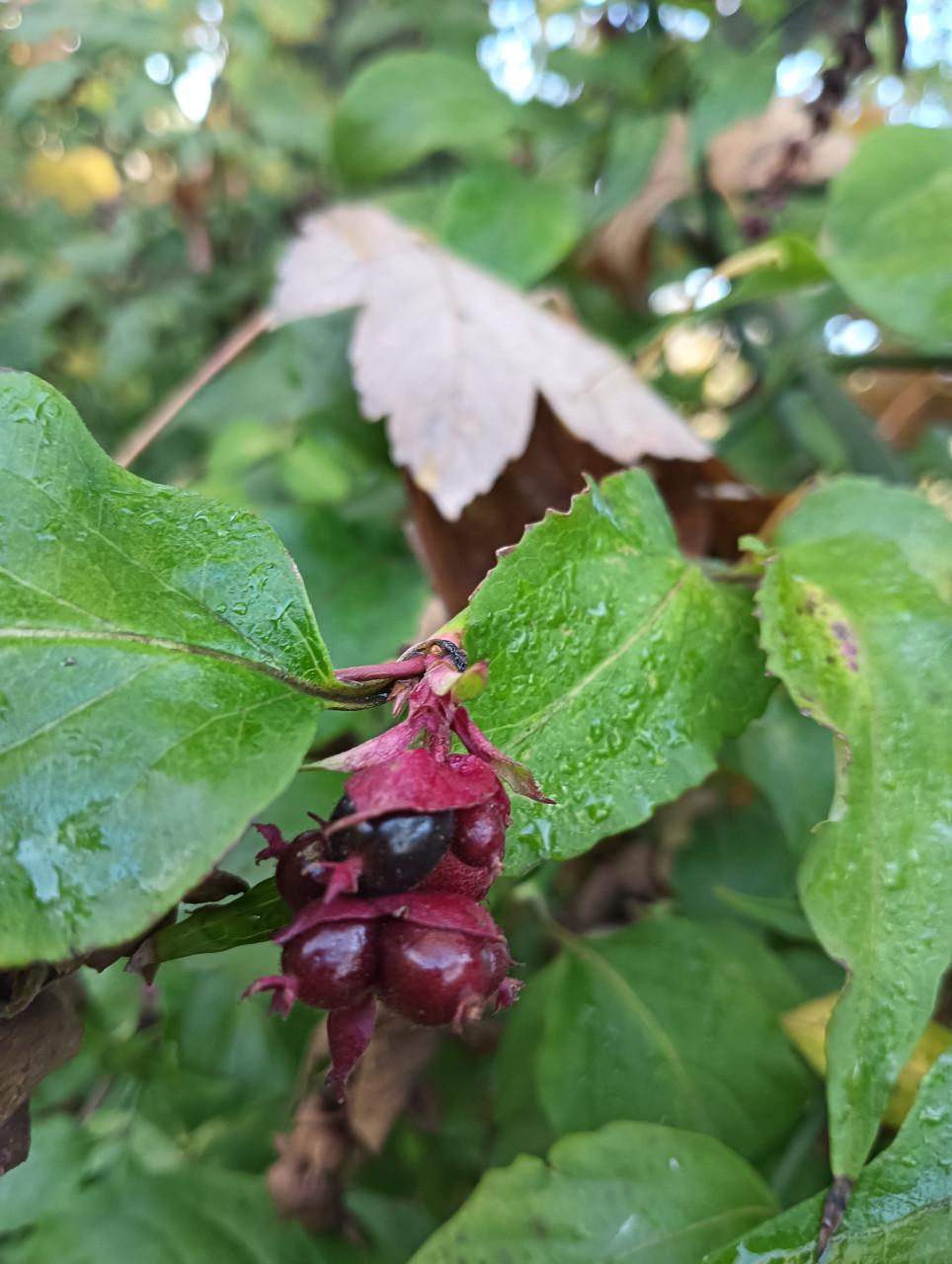 Wildplukwinterwandeling