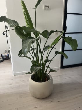Kamerplant strelizia met pot