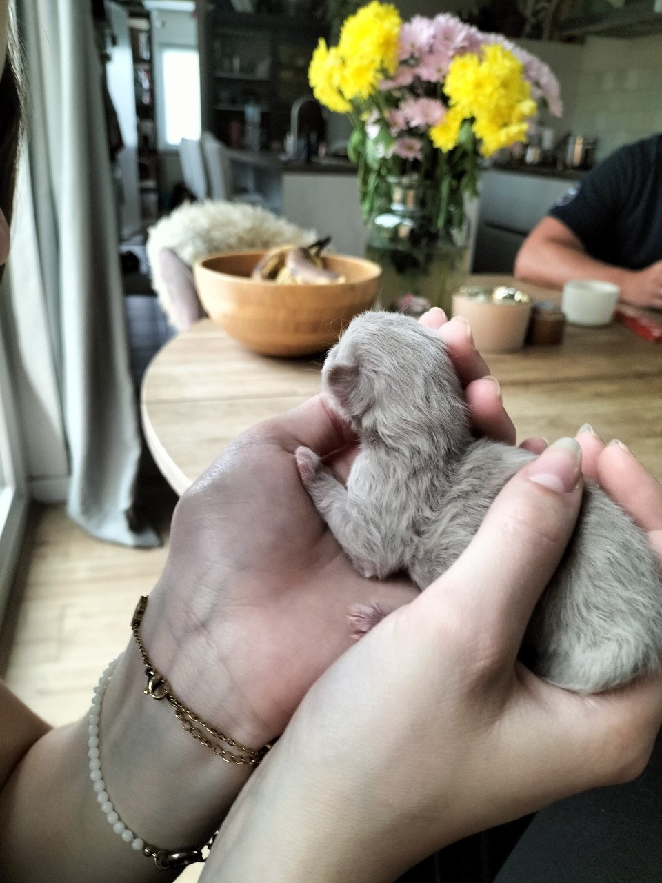 Super snoezige ragdoll kittens