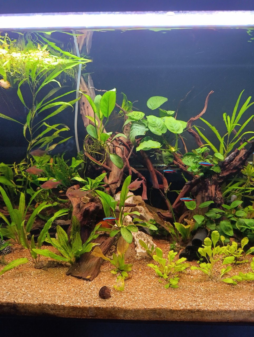 Jewel aquarium compleet met planten, hout en vissen