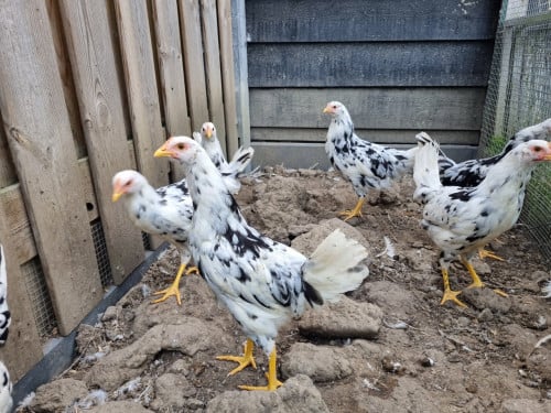 Bonte leghorns