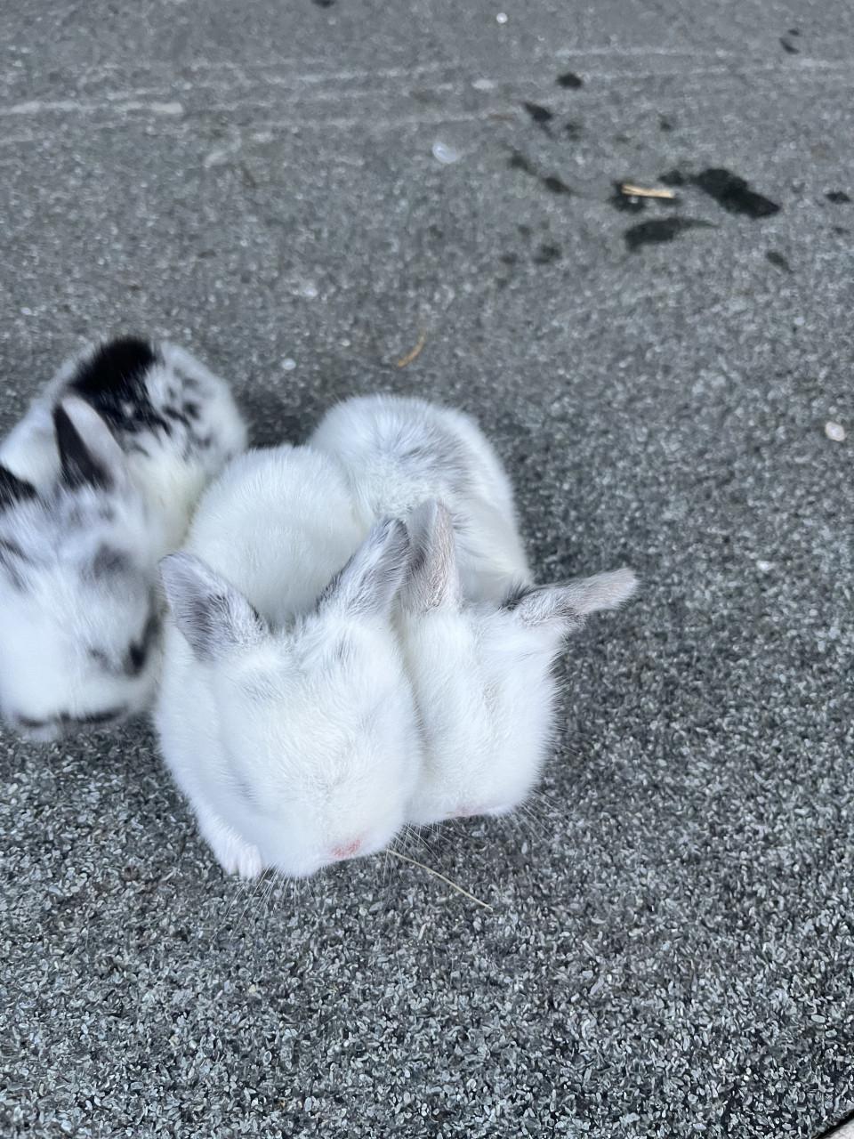 Baby konijntjes