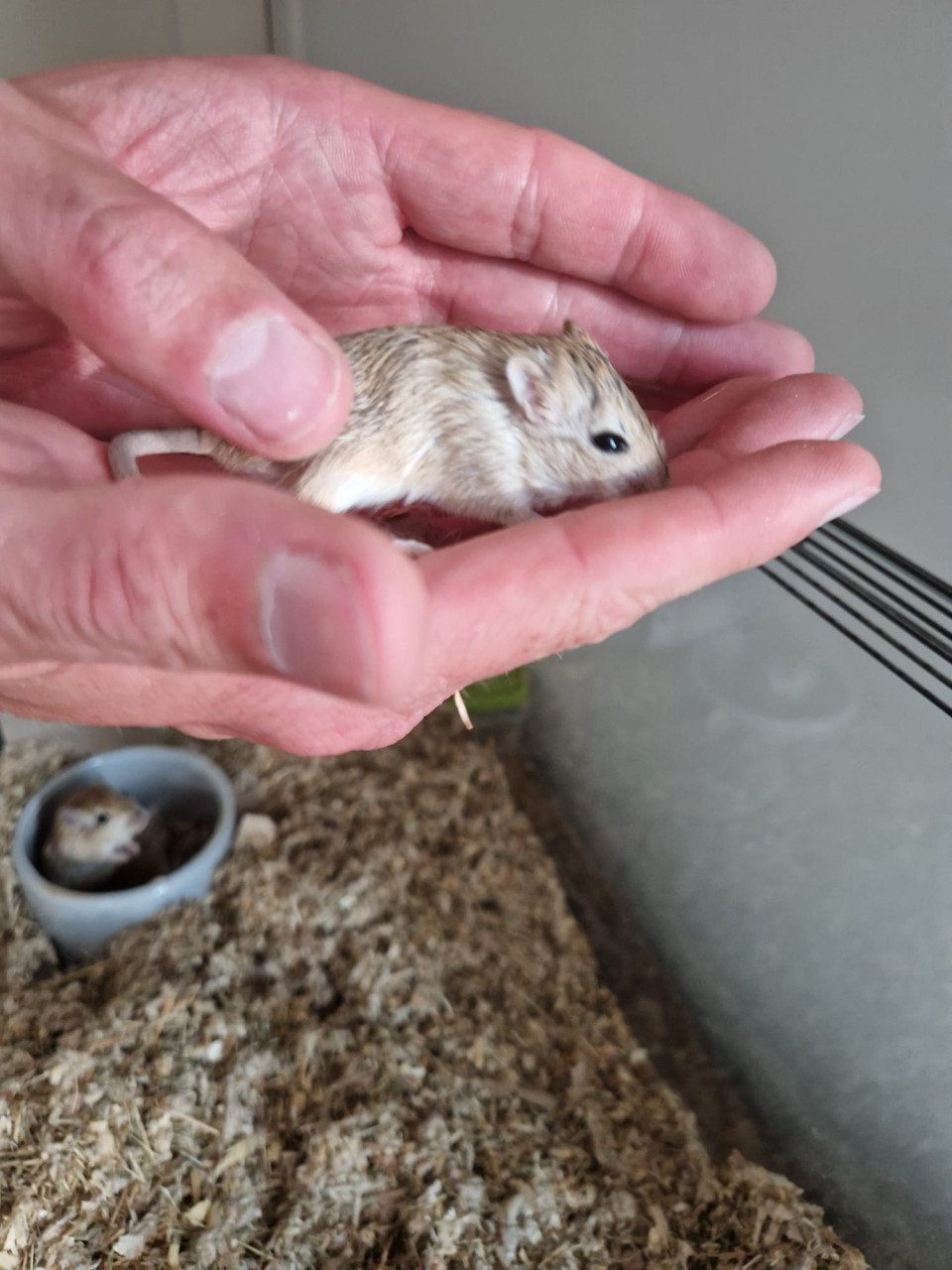 Gerbil