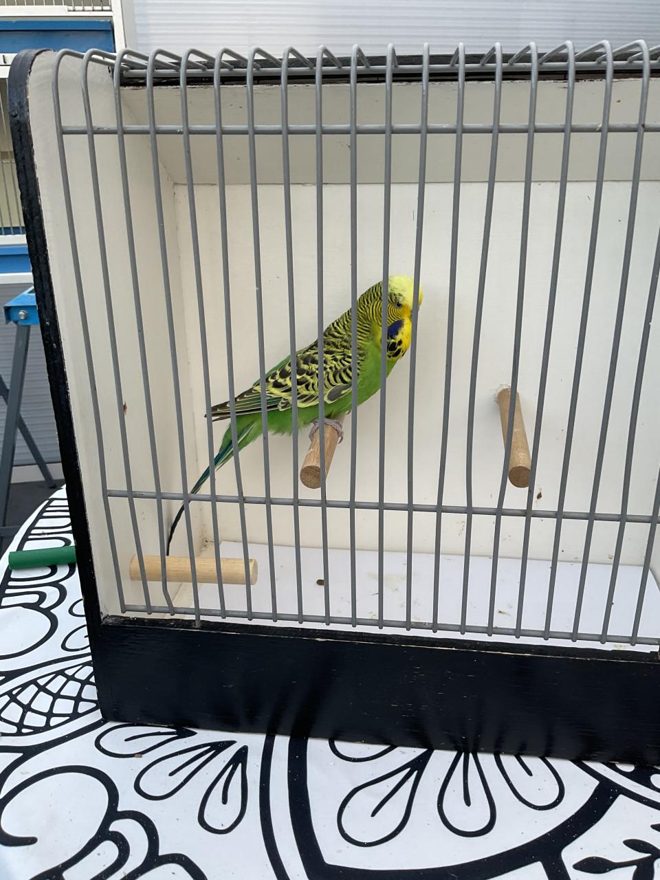 4 x mannelijke Engelse parkieten