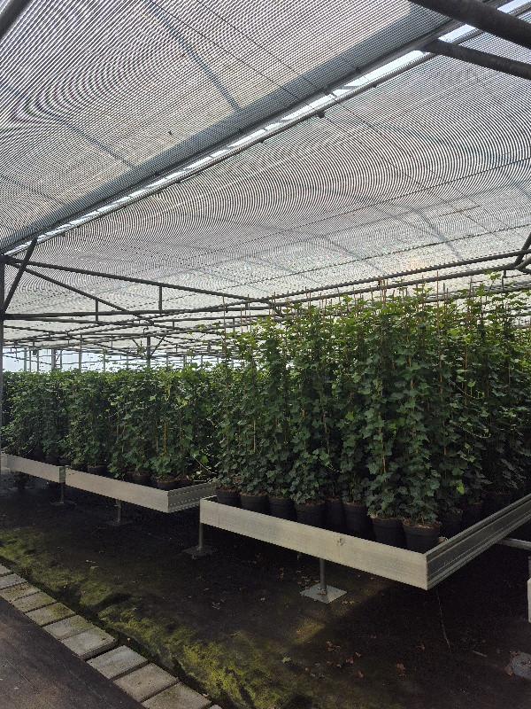 Topkwaliteit Hedera hibernica (klimop) in diverse maten.