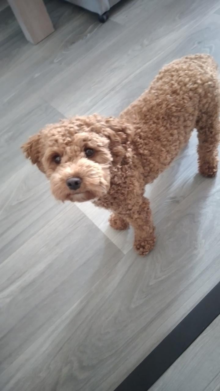 Ter overname zeer lief dwergpoedel reutje