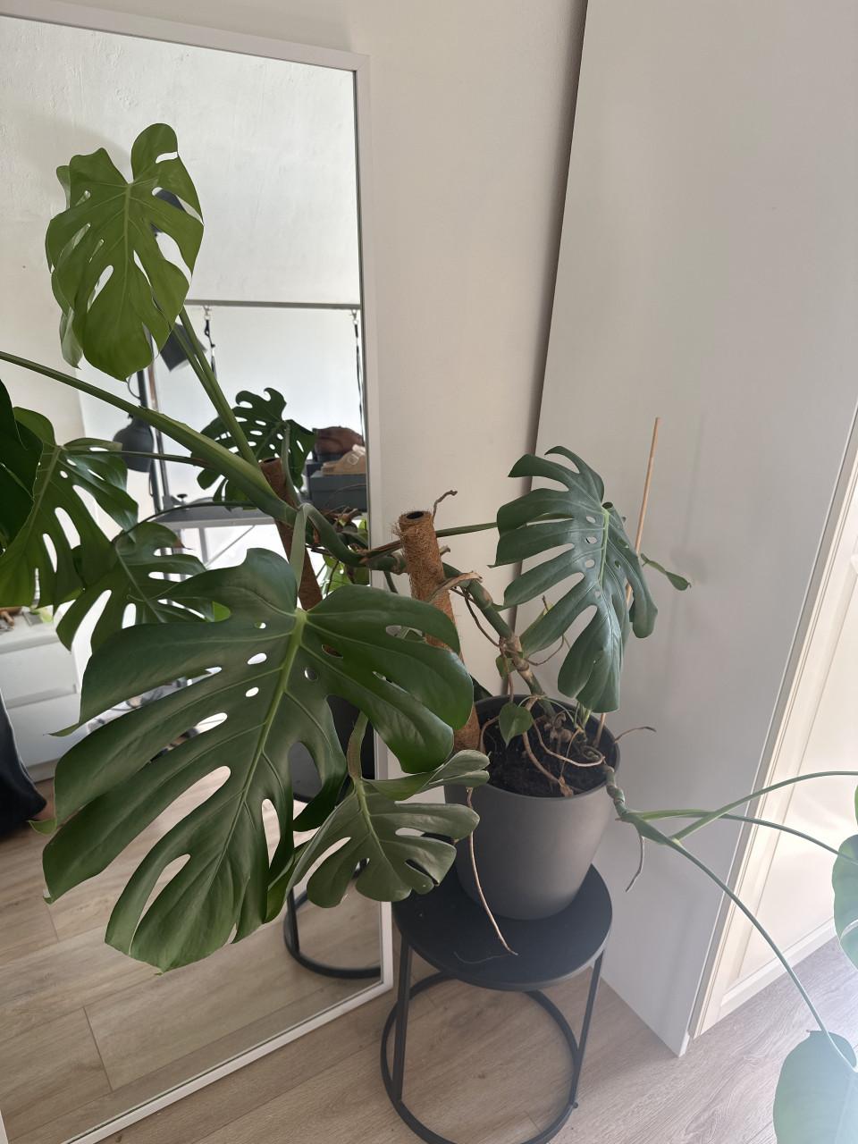 Monstera plant