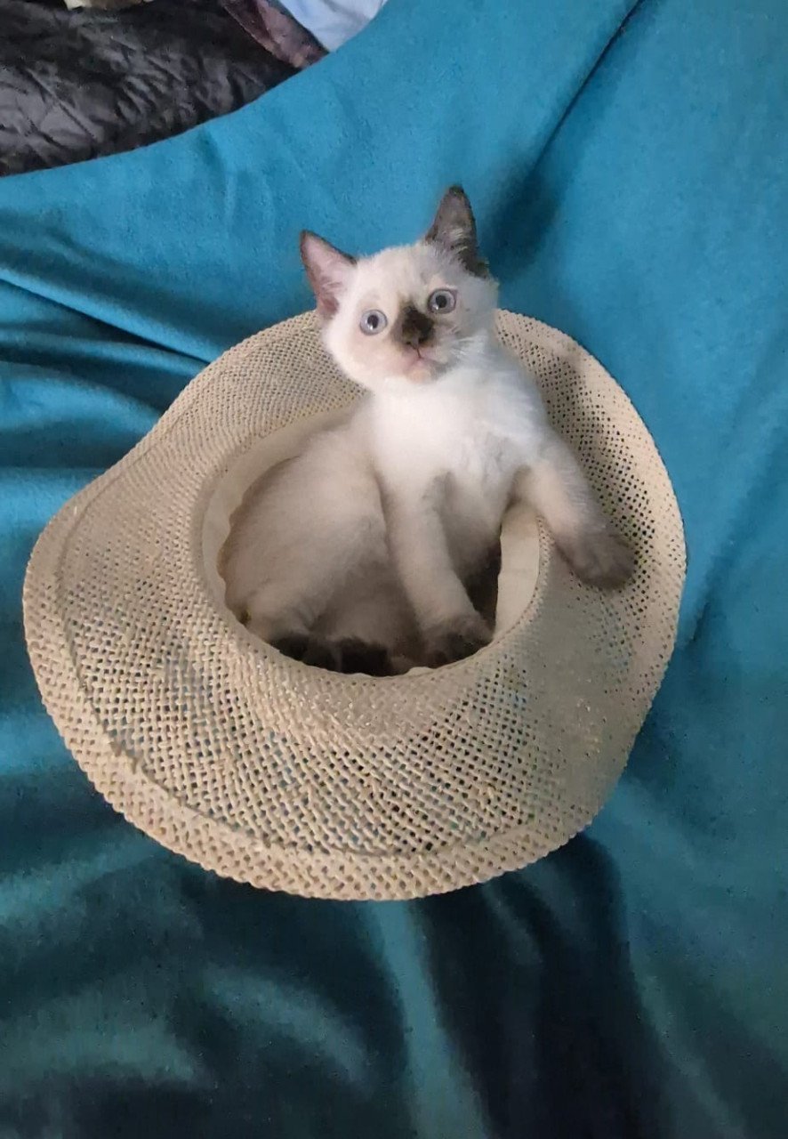 Britse korthaar kittens