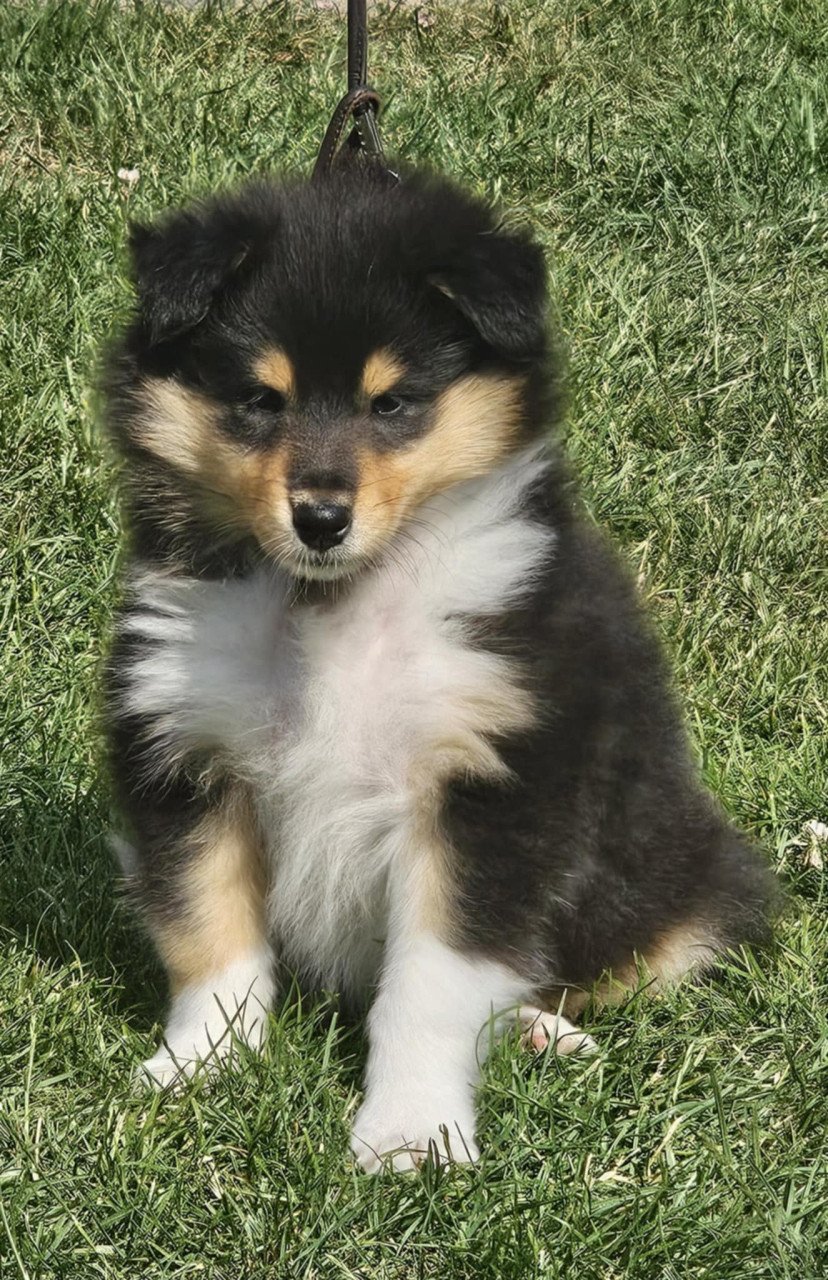 Schotse Collie pups met Stamboom