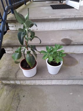 2 kamerplanten met pot ophaalprijs