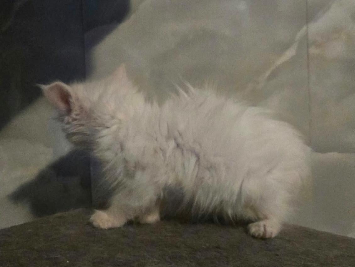 Volbloed maine coon kittens
