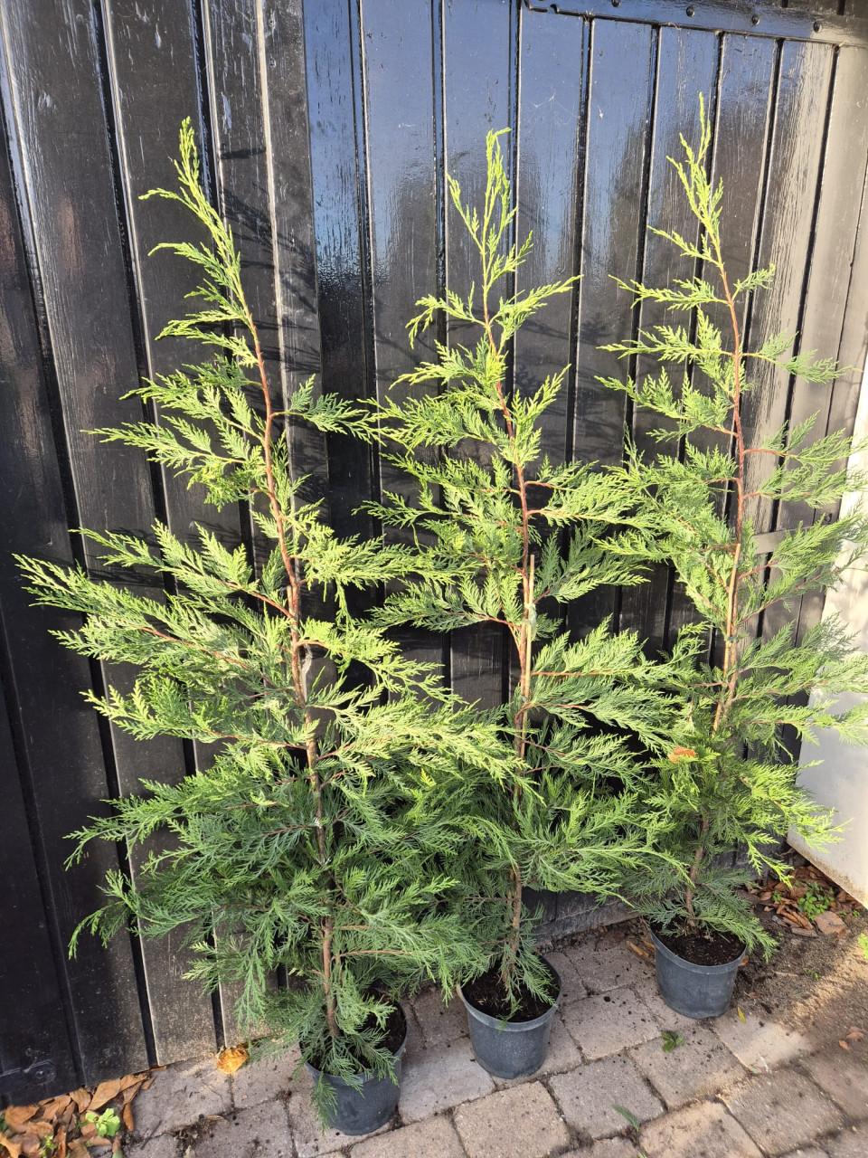 Leylandii coniferen 125-150 cm potgekweekt ruime voorraad!