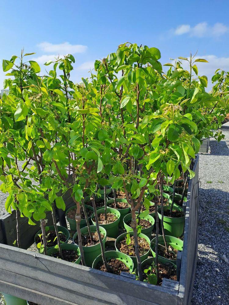Fruitbomen, laagstam appel- en perenbomen