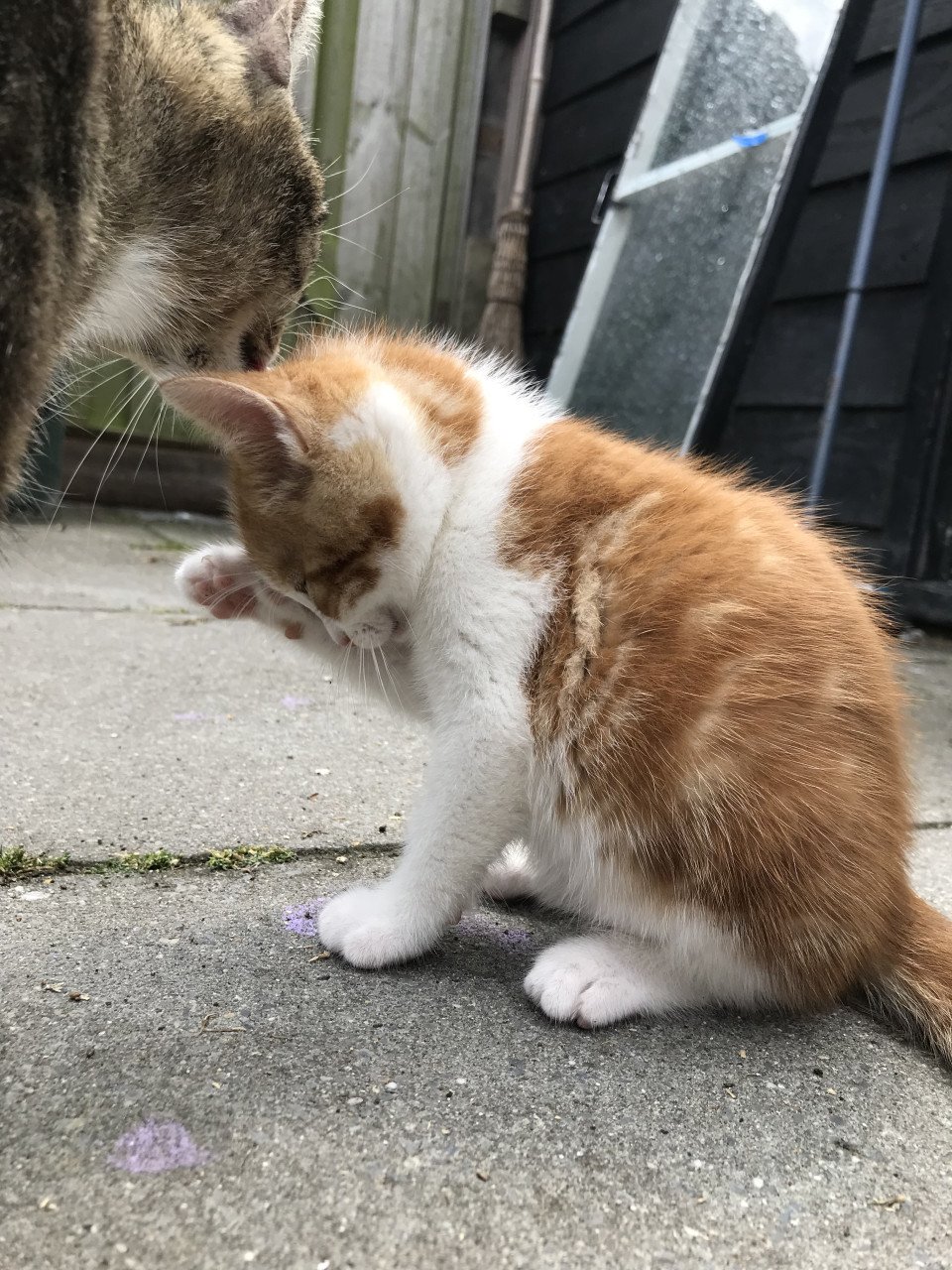 Kitten/kittens zoeken gouden mandje (Gereserveerd)