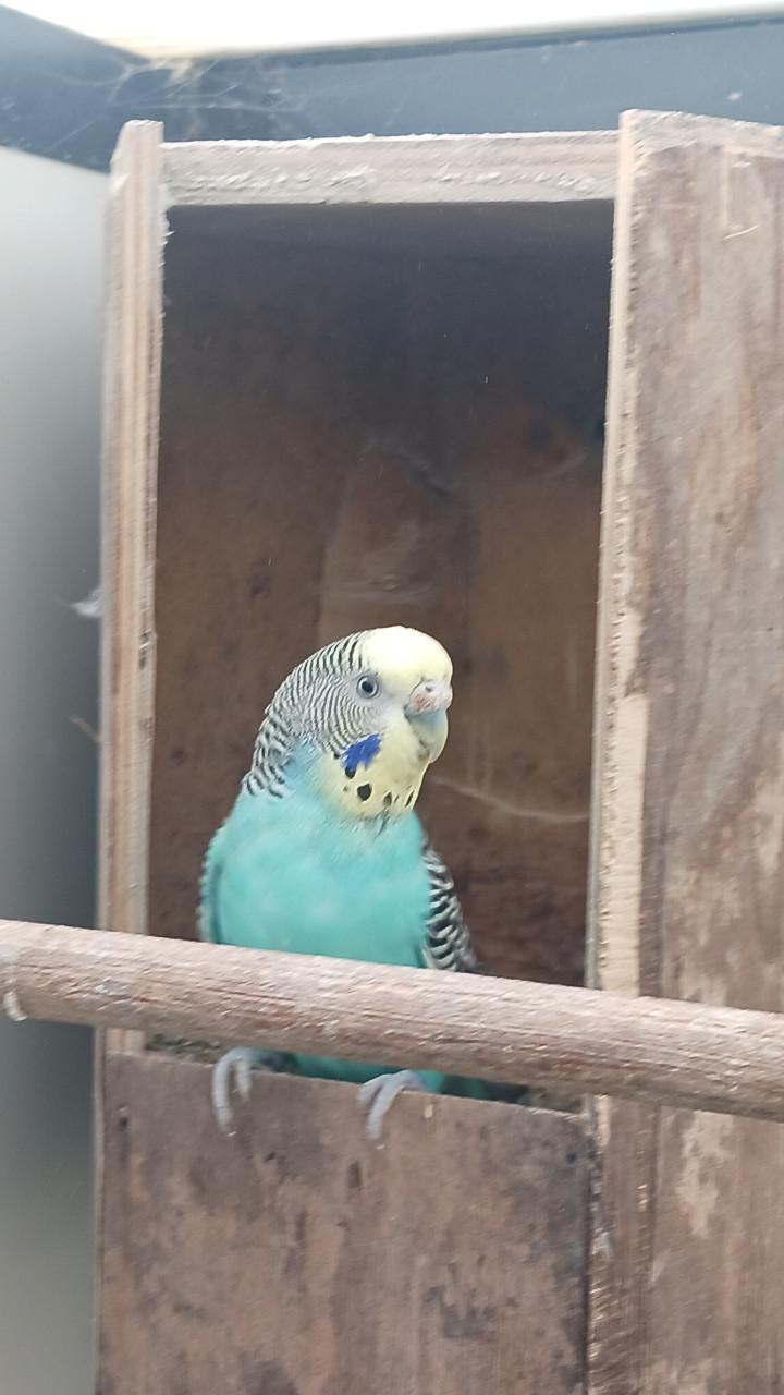 Jonge grasparkiet of koppel grasparkieten