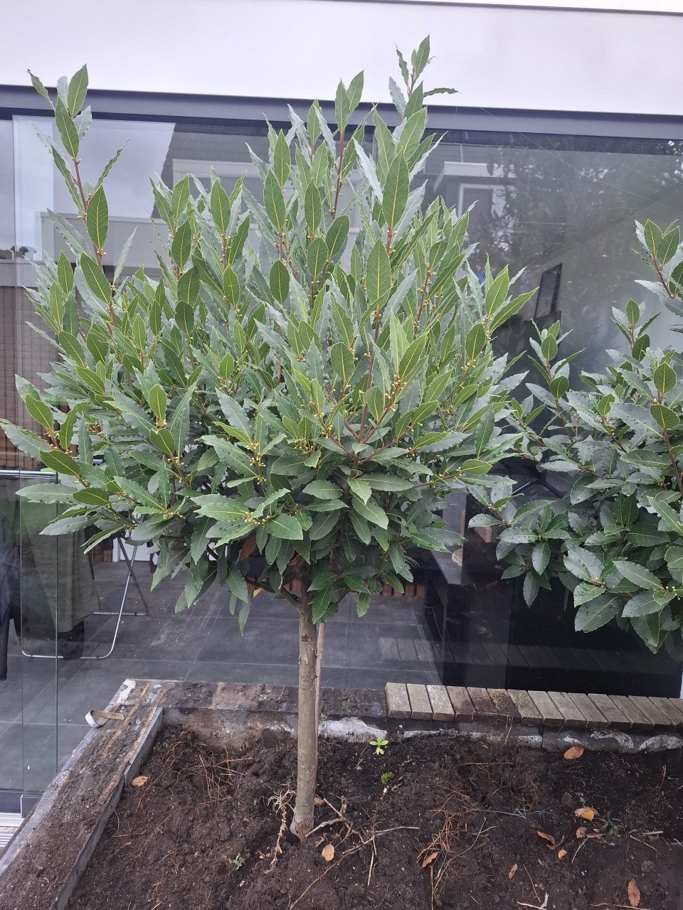 Laurier bomen