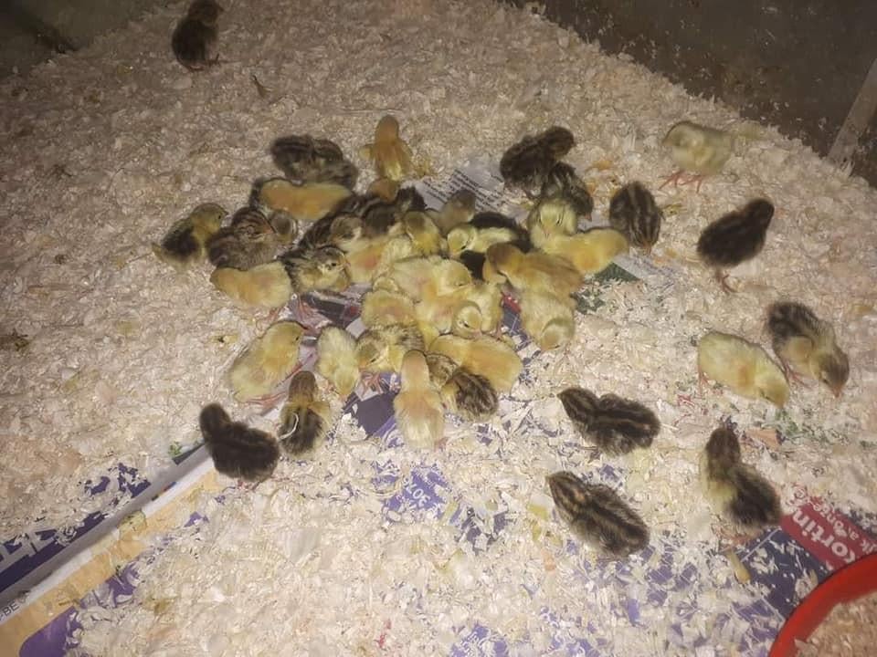 Chinese kwartels in allerlei kleuren