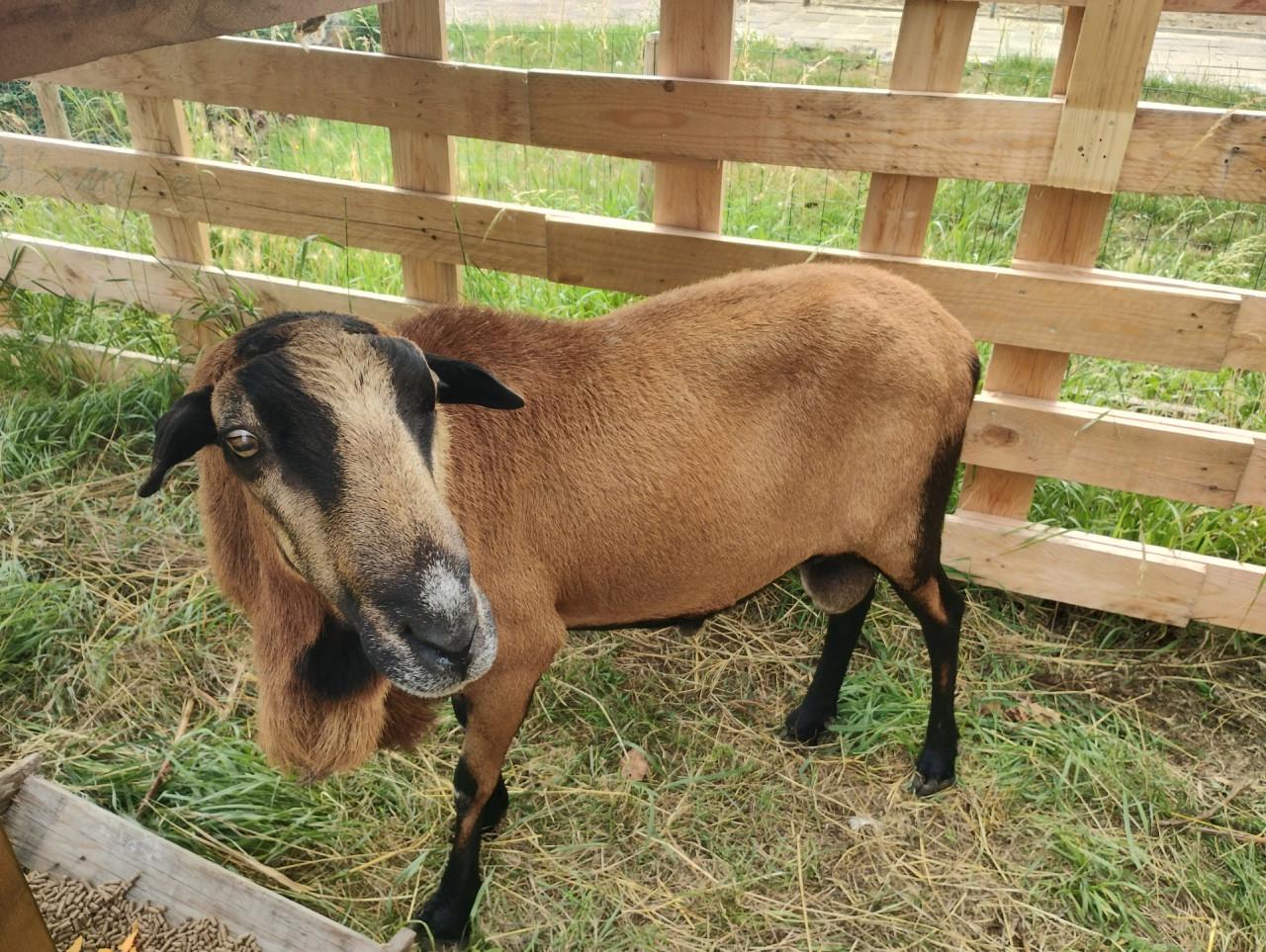 Schapen barbados black belly