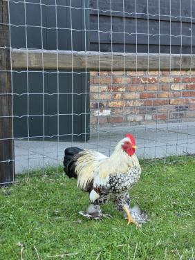 2 mooie jonge  brahma haantjes van begin mei